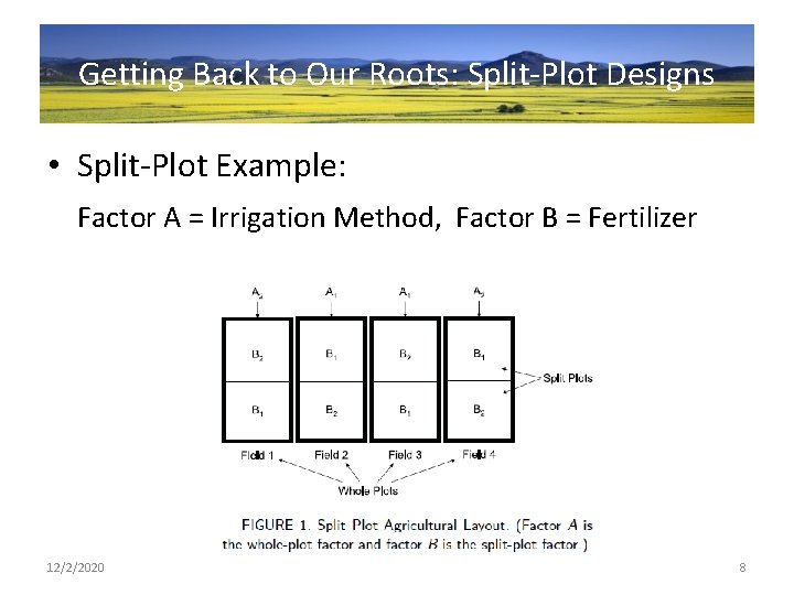 Getting Back to Our Roots: Split-Plot Designs • Split-Plot Example: Factor A = Irrigation