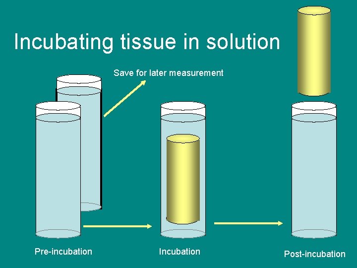 Incubating tissue in solution Save for later measurement Pre-incubation Incubation Post-incubation 