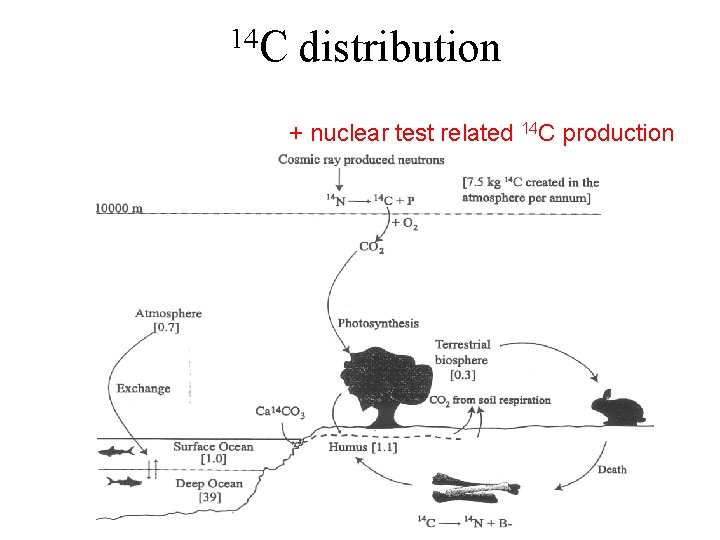 14 C distribution + nuclear test related 14 C production 