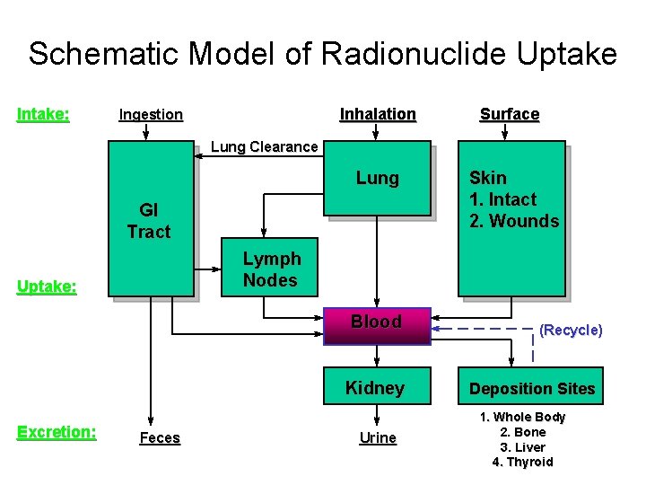 Schematic Model of Radionuclide Uptake Intake: Inhalation Ingestion Surface Lung Clearance Lung GI Tract