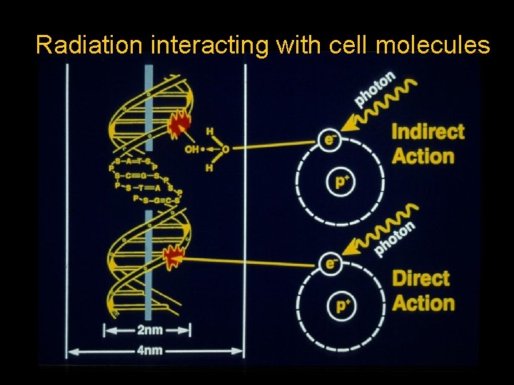 Radiation interacting with cell molecules 