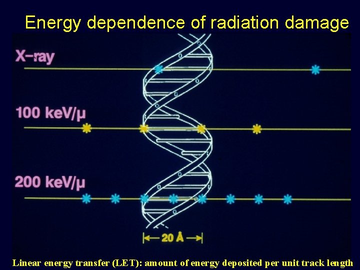 Energy dependence of radiation damage Linear energy transfer (LET): amount of energy deposited per