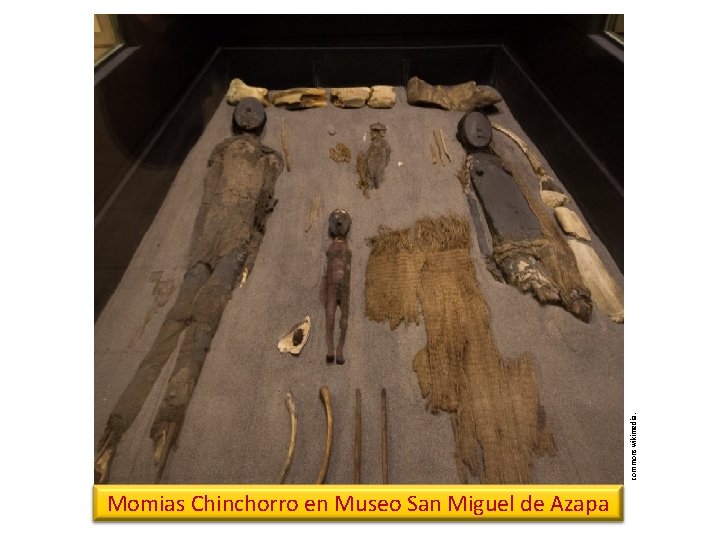 commonswikimedia. Momias Chinchorro en Museo San Miguel de Azapa 
