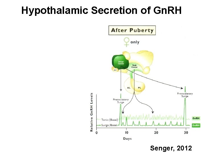 Hypothalamic Secretion of Gn. RH Senger, 2012 