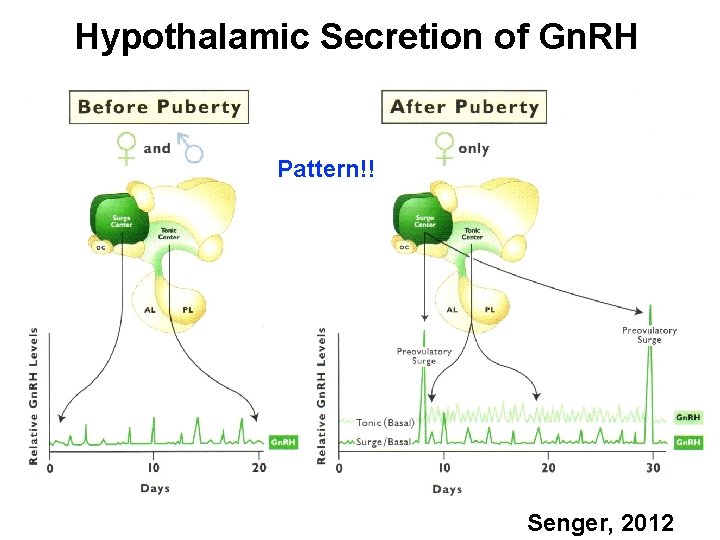 Hypothalamic Secretion of Gn. RH Pattern!! Senger, 2012 