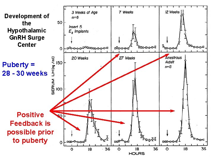 Development of the Hypothalamic Gn. RH Surge Center Puberty = 28 - 30 weeks