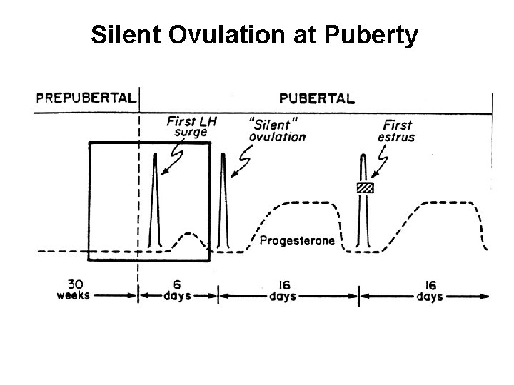 Silent Ovulation at Puberty 