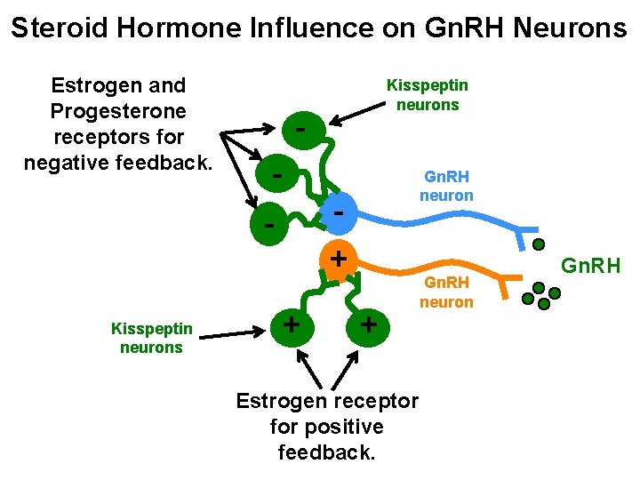 Steroid Hormone Influence on Gn. RH Neurons Estrogen and Progesterone receptors for negative feedback.