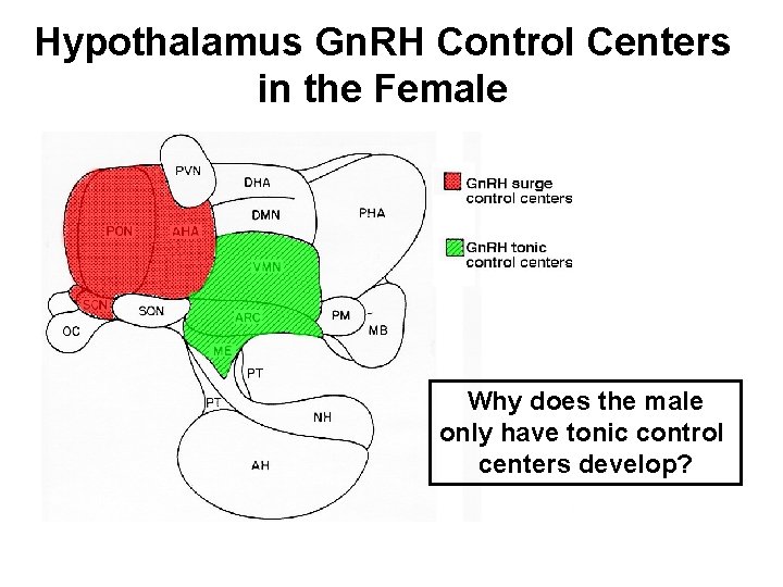 Hypothalamus Gn. RH Control Centers in the Female Why does the male only have