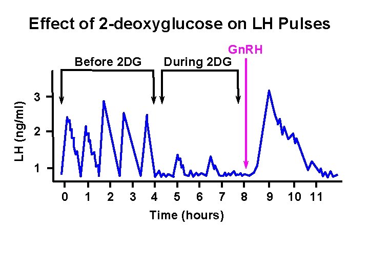 Effect of 2 -deoxyglucose on LH Pulses LH (ng/ml) Before 2 DG Gn. RH