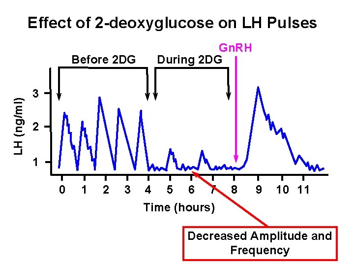 Effect of 2 -deoxyglucose on LH Pulses LH (ng/ml) Before 2 DG Gn. RH