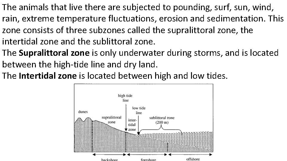 The animals that live there are subjected to pounding, surf, sun, wind, rain, extreme