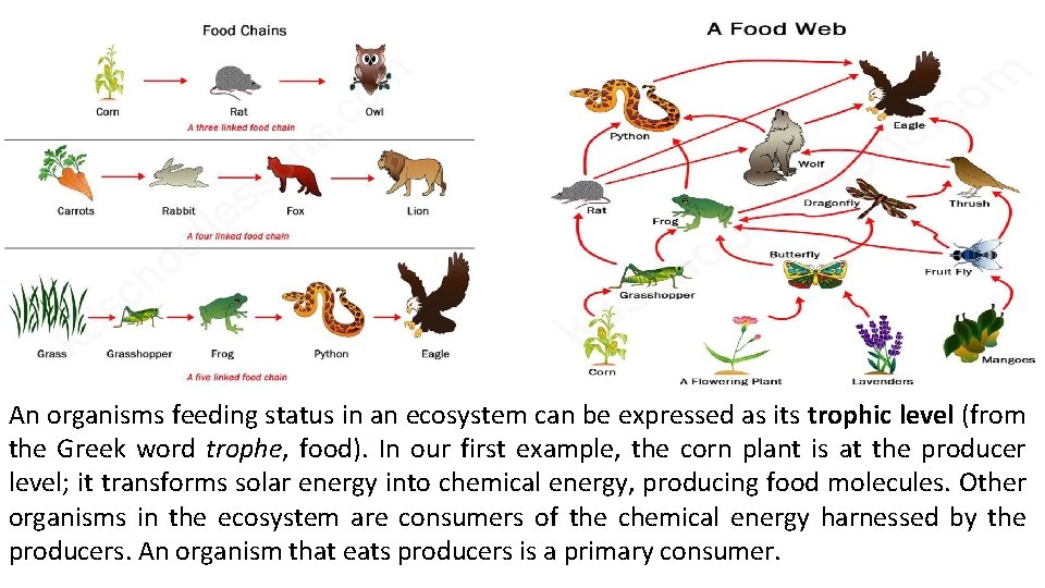 An organisms feeding status in an ecosystem can be expressed as its trophic level