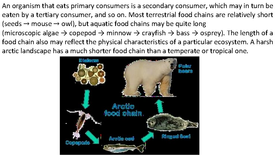 An organism that eats primary consumers is a secondary consumer, which may in turn