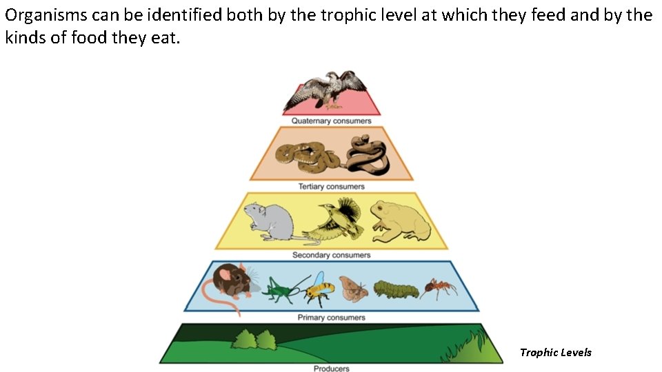 Organisms can be identified both by the trophic level at which they feed and