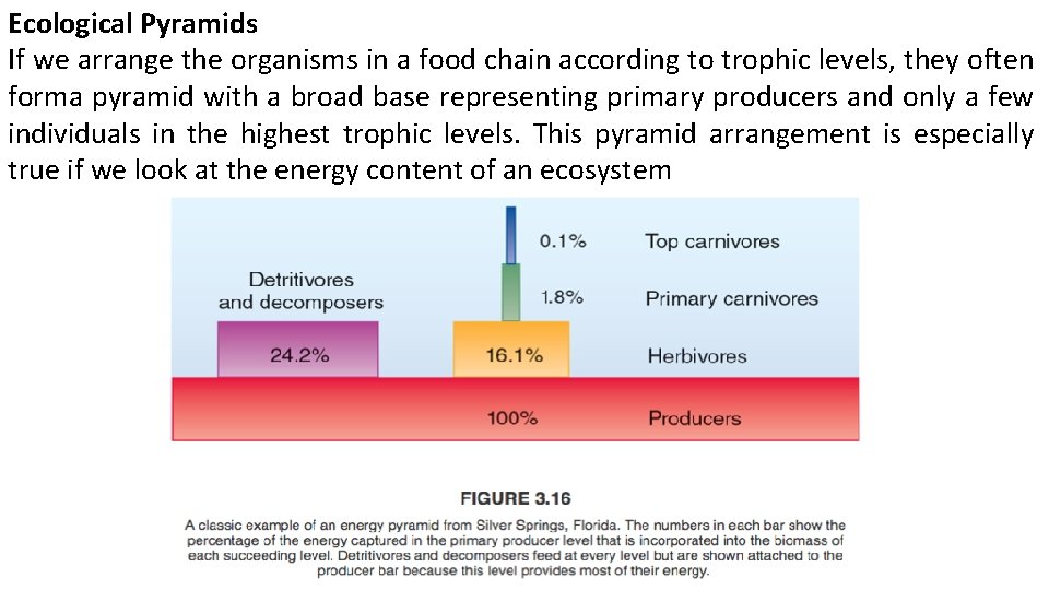 Ecological Pyramids If we arrange the organisms in a food chain according to trophic