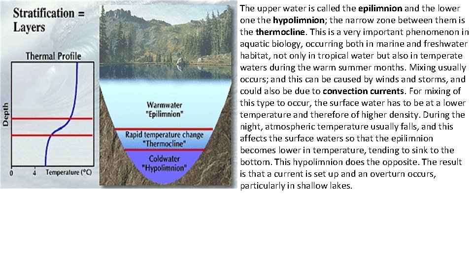 The upper water is called the epilimnion and the lower one the hypolimnion; the
