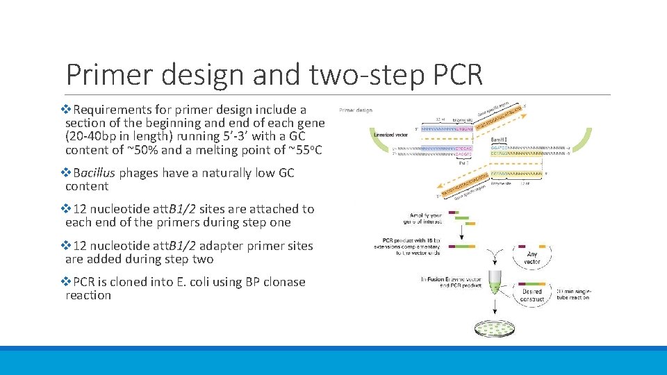 Primer design and two-step PCR v. Requirements for primer design include a section of
