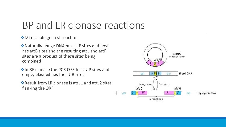 BP and LR clonase reactions v. Mimics phage host reactions v. Naturally phage DNA