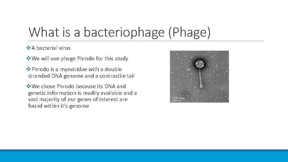 What is a bacteriophage (Phage) v. A bacterial virus v. We will use phage