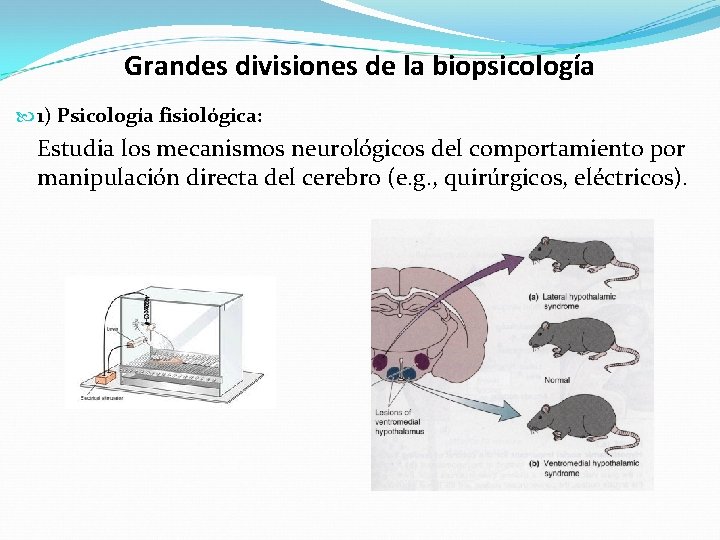 Grandes divisiones de la biopsicología 1) Psicología fisiológica: Estudia los mecanismos neurológicos del comportamiento