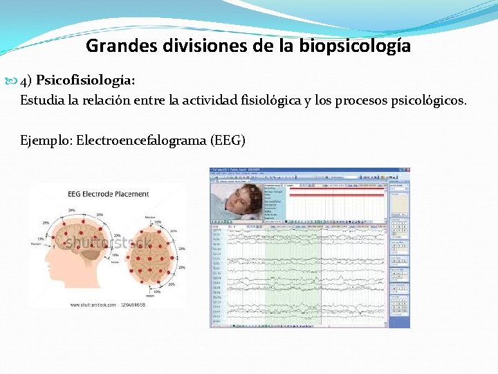 Grandes divisiones de la biopsicología 4) Psicofisiología: Estudia la relación entre la actividad fisiológica