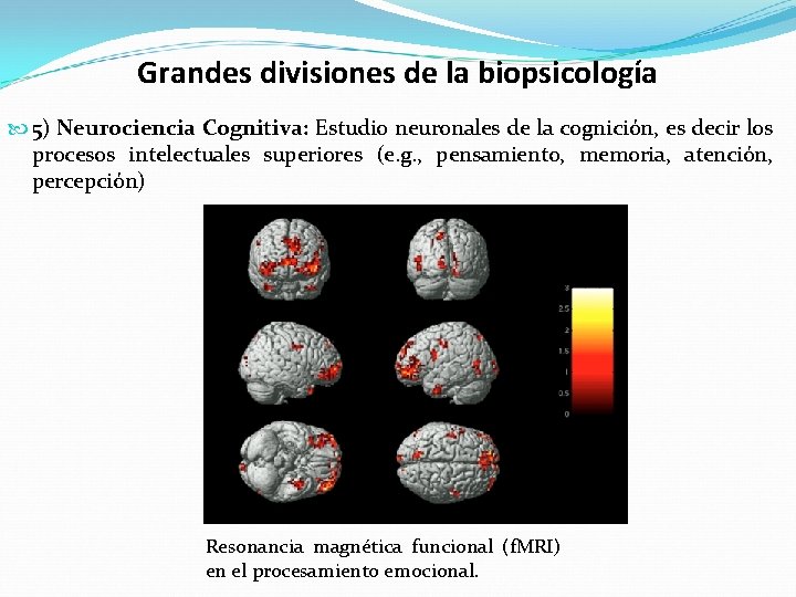 Grandes divisiones de la biopsicología 5) Neurociencia Cognitiva: Estudio neuronales de la cognición, es