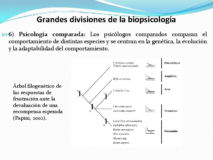 Grandes divisiones de la biopsicología 6) Psicología comparada: Los psicólogos comparados comparan el comportamiento