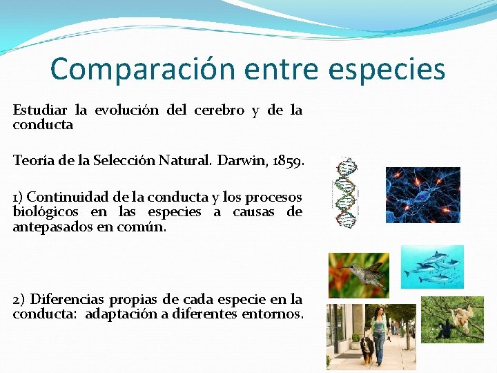 Comparación entre especies Estudiar la evolución del cerebro y de la conducta Teoría de