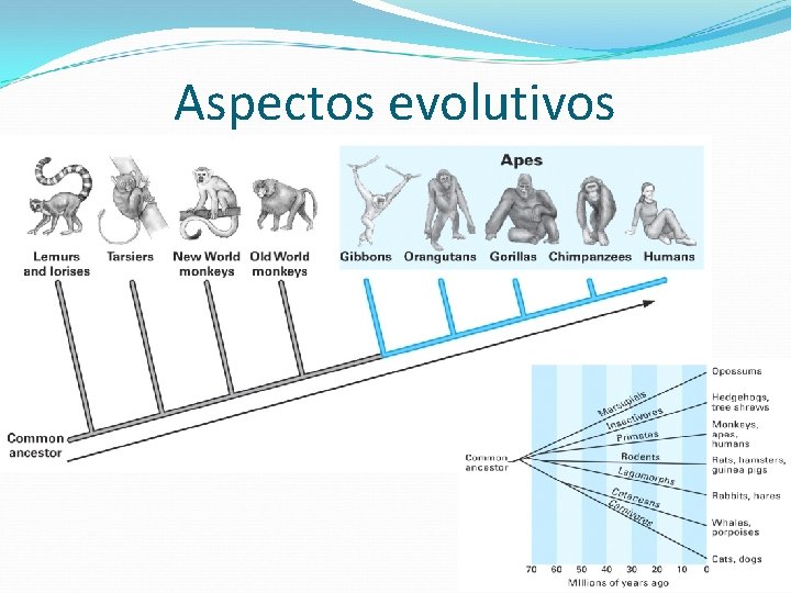 Aspectos evolutivos 