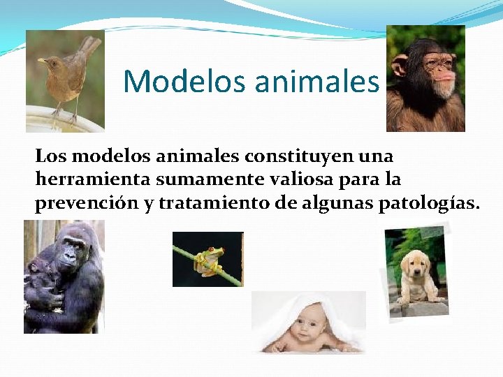 Modelos animales Los modelos animales constituyen una herramienta sumamente valiosa para la prevención y