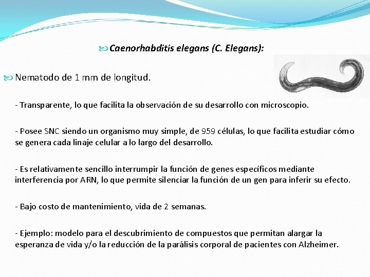  Caenorhabditis elegans (C. Elegans): Nematodo de 1 mm de longitud. - Transparente, lo