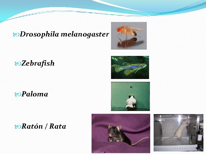  Drosophila melanogaster Zebrafish Paloma Ratón / Rata 