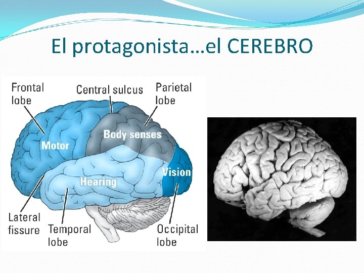 El protagonista…el CEREBRO 