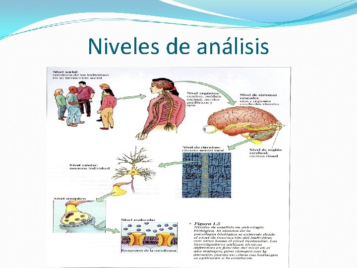 Bases biolgicas y neurolgicas del comportamiento humano Dr