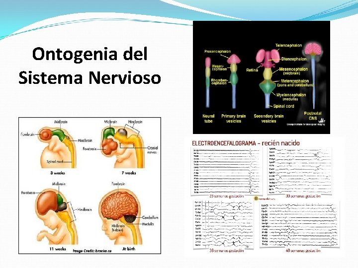 Ontogenia del Sistema Nervioso 