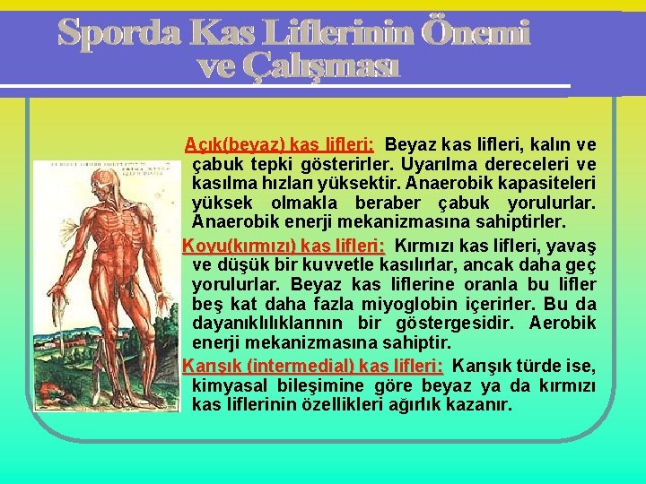 Açık(beyaz) kas lifleri: Beyaz kas lifleri, kalın ve çabuk tepki gösterirler. Uyarılma dereceleri ve