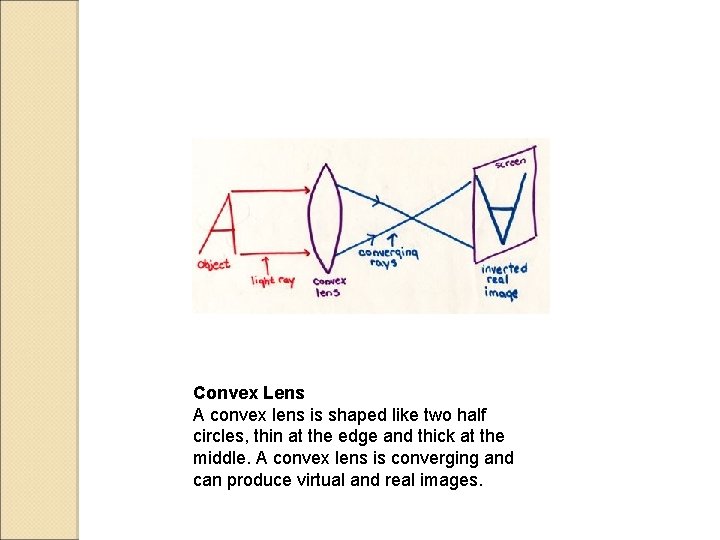 Convex Lens A convex lens is shaped like two half circles, thin at the