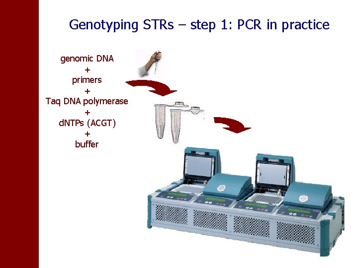 Genotyping STRs – step 1: PCR in practice genomic DNA + primers + Taq