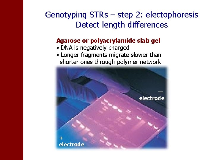 Genotyping STRs – step 2: electophoresis Detect length differences Agarose or polyacrylamide slab gel