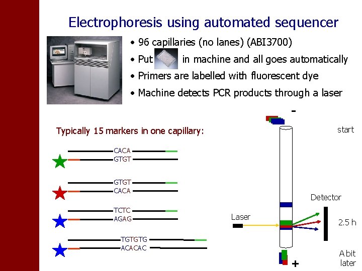 Electrophoresis using automated sequencer • 96 capillaries (no lanes) (ABI 3700) • Put in