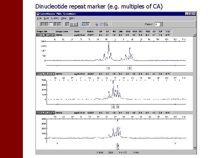 Dinucleotide repeat marker (e. g. multiples of CA) 