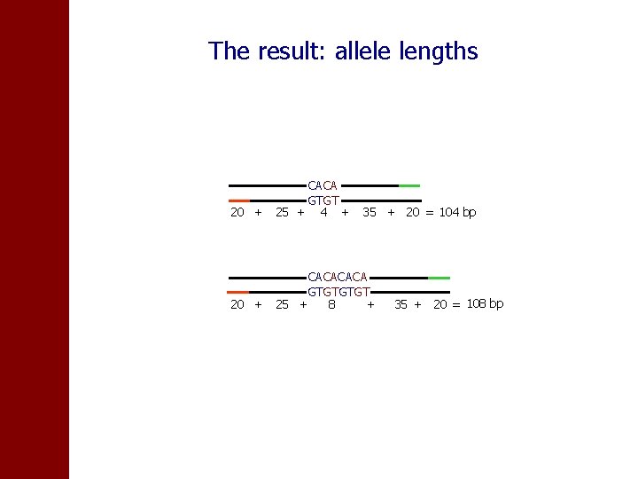 The result: allele lengths CACA GTGT 20 + 25 + 4 + 35 +