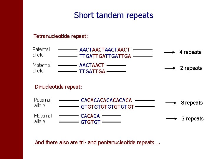 Short tandem repeats Tetranucleotide repeat: Paternal allele AACTAACT TTGATTGA 4 repeats Maternal allele AACT