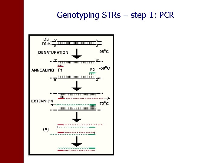 Genotyping STRs – step 1: PCR 
