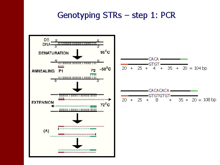 Genotyping STRs – step 1: PCR CACA GTGT 20 + 25 + 4 +