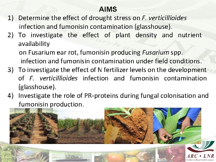 1) 2) 3) 4) AIMS Determine the effect of drought stress on F. verticillioides