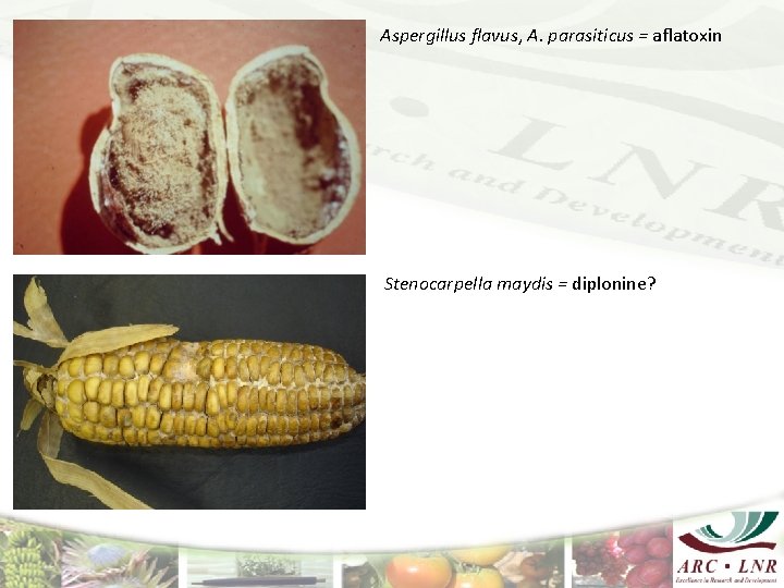 Aspergillus flavus, A. parasiticus = aflatoxin Stenocarpella maydis = diplonine? 