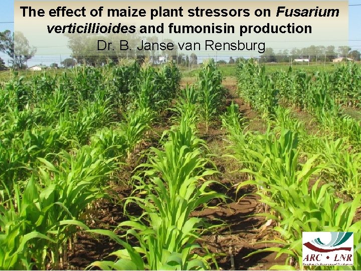 The effect of maize plant stressors on Fusarium verticillioides and fumonisin production Dr. B.