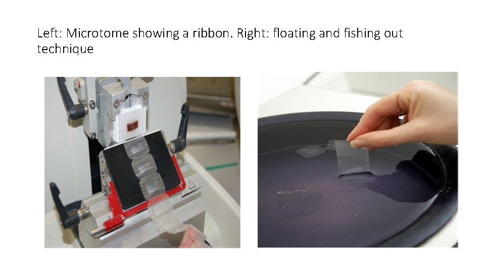 Left: Microtome showing a ribbon. Right: floating and fishing out technique 
